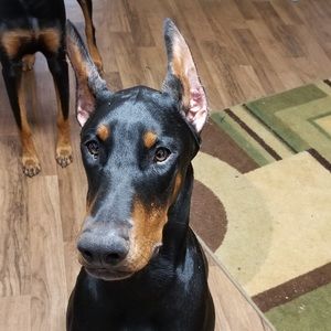 Meet your Posher, Sam